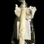 Nacrée de Sauge : Purification, Clarté & Paix intérieure